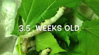 Silkworm lifecycle worm to cocoon [upl. by Names842]