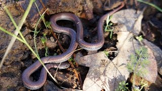 Sharptailed Snake Contia tenuis  Ruch Oregon [upl. by Zoie816]