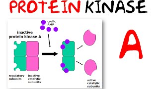 Protein kinase a [upl. by Yoshi523]