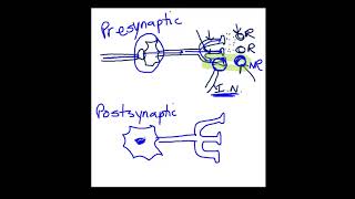 Presynaptic vs Postsynaptic Inhibition [upl. by Buhler]