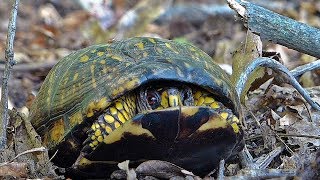 Eastern Box Turtle Opens Its Shell [upl. by Zeuqirdor515]