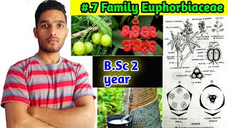 Euphorbiaceae family Floral formula Vegetative characters and Economic importance BSc 2 year [upl. by Ailekat]