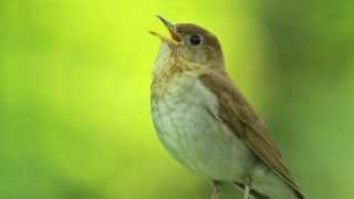 Veery Thrush [upl. by Narej256]