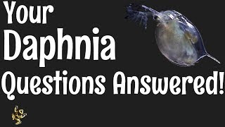 Daphnia Questions Answered [upl. by Naul880]