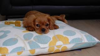 Doglopedia  Cavalier King Charles Spaniel [upl. by Zenitram397]