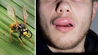 When Executioner Wasps Attack [upl. by Peers]