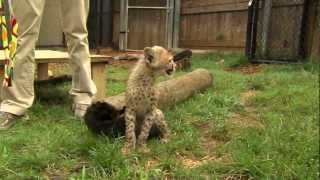 Savanna Cheetah Cub and Puppy Max Play  Cincinnati Zoo [upl. by Nnyleve]