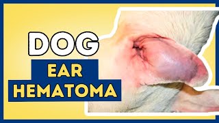 Ear Hematoma In Dogs Aural Hematoma [upl. by Mcwilliams834]