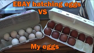 Ebay hatching eggs incubation process [upl. by Dagnah]