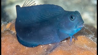 Facts The Blenny [upl. by Tobye]