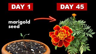 Growing Marigold Flower From Seed  45 Days Time Lapse [upl. by Stenger]