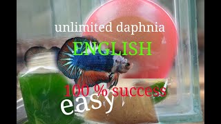 daphnia moina culture Easy way Unlimited production English  with sub Green water Chlorella [upl. by Ailbert]