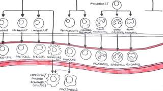 An introduction to Haematopoesis [upl. by Iznyl]