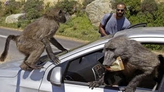 Baboon Wars  South Africa [upl. by Danny]