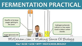 Biotechnology  Fermentation Practical  GCSE Biology 91 [upl. by Aydiv859]