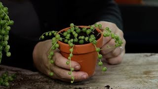 How to Propagate Senecio String of Pearls [upl. by Ellevart481]