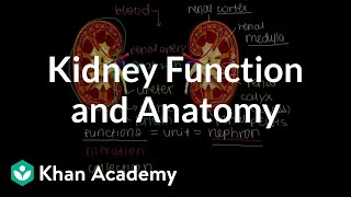 Kidney function and anatomy  Renal system physiology  NCLEXRN  Khan Academy [upl. by Braynard350]