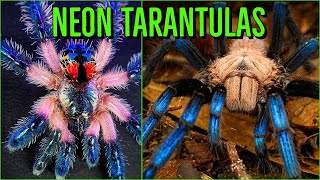 Top 10 COLORFUL Tarantulas  Beautiful Jewel Spiders [upl. by Attwood]