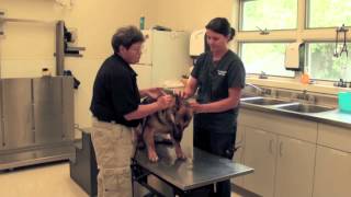 Veterinarian  Career Spotlight [upl. by Worl]