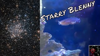 Starry Blenny Care Guide [upl. by Etessil]