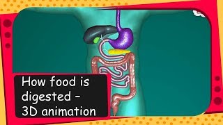 Science  How food is digested  3D animation  English [upl. by Zetrauq]