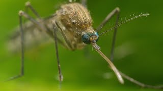 Mosquito Life Cycle  UHD 4K [upl. by Ahsyak]