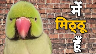 Mithu Mithu 😍 Bolne wala Tota  Talking Parrot [upl. by Elle]