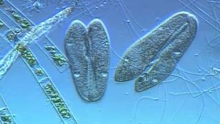 Paramecium conjugation [upl. by Oby]