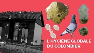 L’hygiène globale du colombier [upl. by Jr]