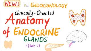 Endocrine System  ClinicallyOriented Anatomy Part 1  Endocrinology Series [upl. by Eleph]