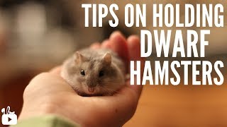 Tips on holding dwarf hamsters [upl. by Yawnoc198]