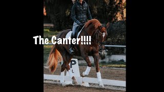 The Canter Everything to Help you with Your Canter [upl. by Eilyab]