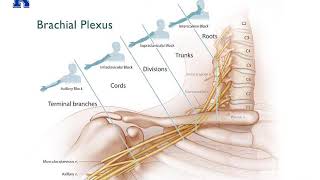 Upper Extremity Nerve Blocks 2020  Dr Bauereis [upl. by Nnaitsirhc749]