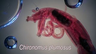 CHIRONOMUS PLUMOSUS larvae [upl. by Shirline]