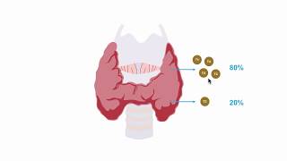 Integumentary System  Structure and Function of the Skin [upl. by Agnew]