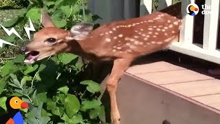 Crying Fawn Rescued From Familys Porch  The Dodo [upl. by Ynnor]