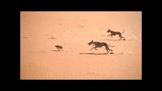 Salukis Hunting in Arabia  Working Lurchers [upl. by Oshinski551]