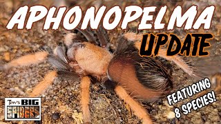 Aphonopelma Tarantula Species Update [upl. by Aivin]