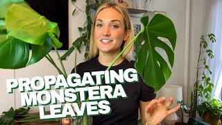 How to Propagate a Monstera  The RIGHT Way to Cut Your Monstera Leaves and Grow Roots in Water [upl. by Skvorak125]