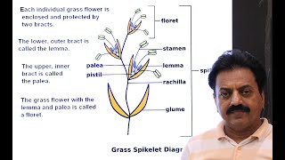 First Year  Chapter 9  Kingdom Plantae  Part 24  Family Poaceae  Grass family [upl. by Masterson]