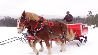 Horse Drawn Sleigh Ride  Crazy8Family [upl. by Llertnod]