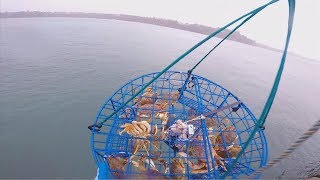 how to catch crab off a dock part 1 [upl. by Shelia]