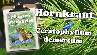 Steckbrief  Hornkraut  Ceratophyllum demersum [upl. by Helfand124]