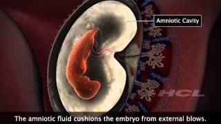 HCL Learning  Embryonic Development in Humans [upl. by Albertina]