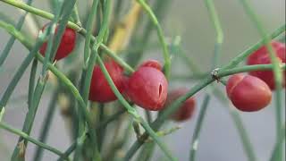 The Use of Ephedra Herb [upl. by Bezanson847]