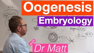 Oogenesis  Embryology [upl. by Bodrogi]