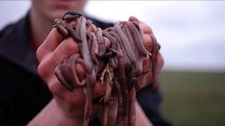 How to catch Night CrawlersFree live bait [upl. by Sandye]