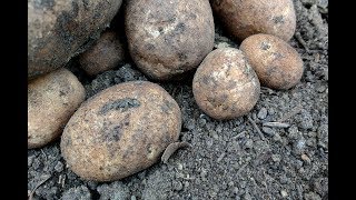 HARVESTING Russet Potato June 2017 [upl. by Adnilema]