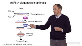 David Bartel Whitehead InstituteMITHHMI Part 1 MicroRNAs Introduction to MicroRNAs [upl. by Marge105]