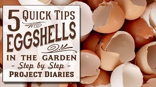 ★ How to Use Eggshells in the Garden 5 Quick Tips [upl. by Ellehcam]